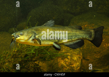 Nero paratia (Ictalurus melas), vista laterale Foto Stock