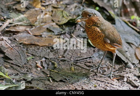 Antpitta gigante (Grallaria gigantea), seduto per terra con foraggi nel suo becco, Ecuador, Mindo Foto Stock