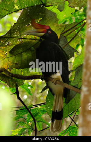 Rhinoceros hornbill (Buceros rhinoceros), seduto su un ramo, Malesia, Borneo Kota Kinabalu Foto Stock