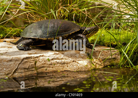 European pond terrapin, testuggine palustre, European pond tartaruga (Emys orbicularis), a prendere il sole sulla pietra, Croazia, Istria Foto Stock