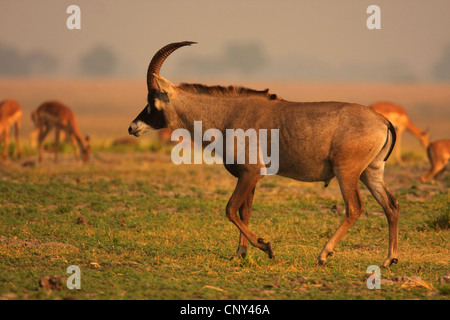 Stefano antilope (Hippotragus equinus), maschio, Botswana Chobe National Park Foto Stock