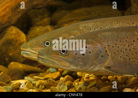 Il salmone del Danubio, huchen (Hucho hucho), la stagione riproduttiva, milter in primo piano Foto Stock