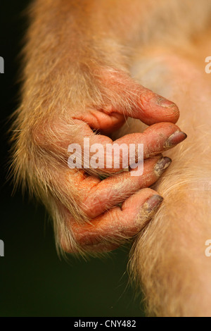 La spiralina macaco pig-coda macaque, southern pig-coda macaque, beruk, Macachi mangiatori di granchi (Macaca nemestrina), close-up di una mano, Malaysia, Sabah Borneo Foto Stock