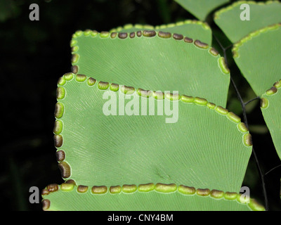 Silver-dollar fern, maidenhair peruviana (Adiantum peruvianum), volantini con sporangia Foto Stock