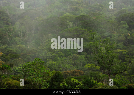 Vista da sopra la foresta pluviale tropicale nella nebbia, Malaysia Sabah, Kinabalu National Park, Borneo Foto Stock