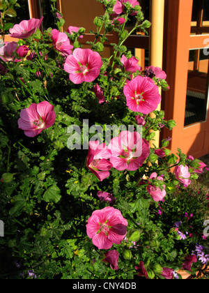 Cape Malva (Anisodontea capensis, Malvastrum capensis, Anisodontia capensis), contenitore in fiore pianta ad un ingresso Foto Stock