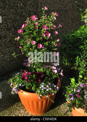 Cape Malva (Anisodontea capensis, Malvastrum capensis, Anisodontia capensis), contenitore in fiore pianta ad un ingresso Foto Stock