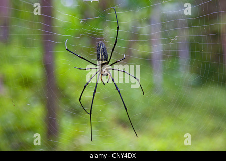 Gigantesco ragno di legno (Nephila maculata), nel suo web, Thailandia Phuket Foto Stock