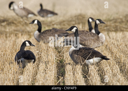 Canada goose (Branta canadensis), che poggiano su un campo di stoppie, Germania Foto Stock