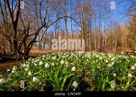 Il simbolo del fiocco di neve di primavera (Leucojum vernum), che fiorisce in una foresta flootplain, in Germania, in Baviera Foto Stock
