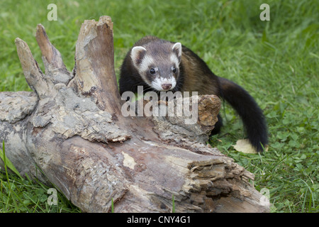 Polecat domestici, domestici ferret (Mustela putorius f. furo, Mustela putorius furo), sul terreno con un tronco di albero, Germania Foto Stock