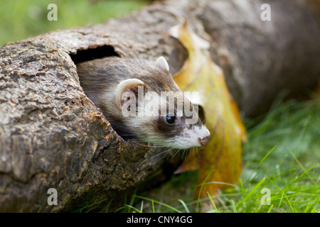 Polecat domestici, domestici ferret (Mustela putorius f. furo, Mustela putorius furo), il peering dalla sua tana in disteso un tronco di un albero, Germania Foto Stock
