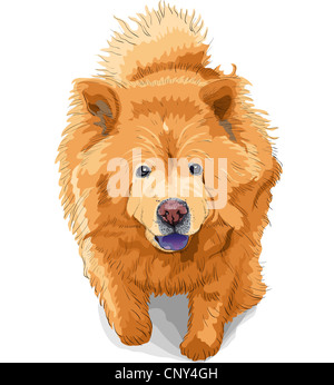 Schizzo di colore cane chow-chow razza corre isolati su sfondo bianco Foto Stock
