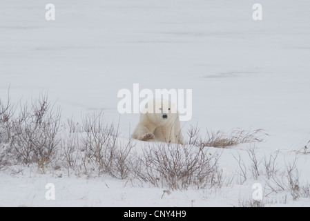 Gli orsi polari in Churchill, Manitoba Foto Stock