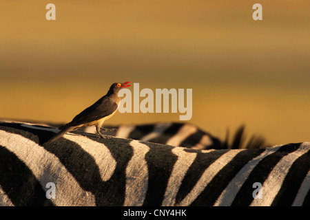 Rosso-fatturati oxpecker (Buphagus erythrorhynchus), seduta sul retro di una zebra, Botswana Chobe National Park Foto Stock