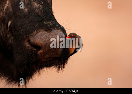 Rosso-fatturati oxpecker (Buphagus erythrorhynchus), seduti a una narice di un bovino, Botswana Chobe National Park Foto Stock