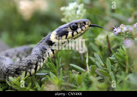 Biscia dal collare (Natrix natrix), flicks lingua, Bulgaria Foto Stock