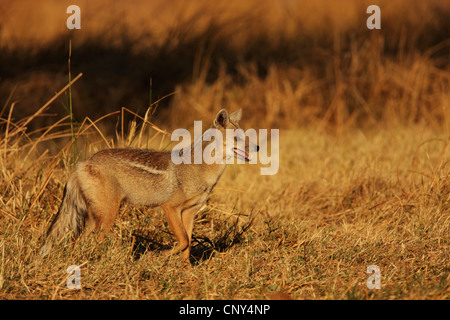 Side-striped jackal (Canis adustus), passeggiate in erba secca della savana, Botswana Foto Stock