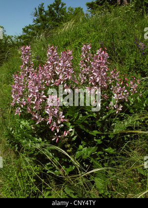 Roveto ardente, Dittany (Dictamnus albus), fioritura, in Germania, in Turingia, Kyffhaeuser Foto Stock