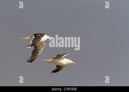 Lesser black-backed gull (Larus fuscus), due gabbiani nel cielo, Danimarca, Midtjylland Foto Stock