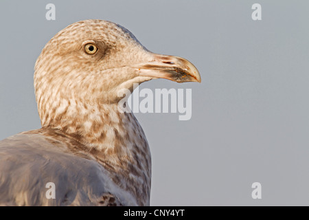 Aringa gabbiano (Larus argentatus), capretti in seconda abito invernale, ritratto, Germania, Schleswig-Holstein, -Holsteinisches Wattenmeer Nationalpark Foto Stock