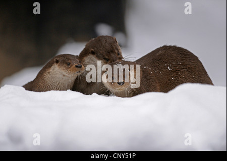 Unione Lontra di fiume, Lontra europea, lontra (Lutra lutra), nella neve, Germania Foto Stock