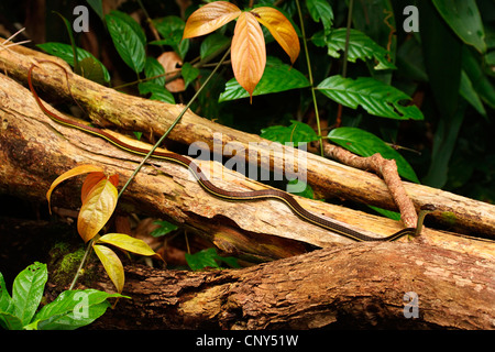 Striping (bronzeback Dendrelaphis caudolineatus), si spostano su un tronco morto, Malaysia, Sabah Borneo Foto Stock