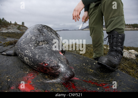 Guarnizione di tenuta del porto, guarnizione comune (Phoca vitulina), cacciatore con recentemente girato guarnizione comune, Norvegia, Nord-Trondelag Foto Stock