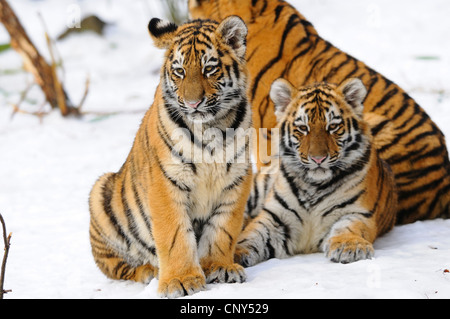 Tigre Siberiana, Amurian tiger (Panthera tigris altaica), tre cuccioli nella neve Foto Stock