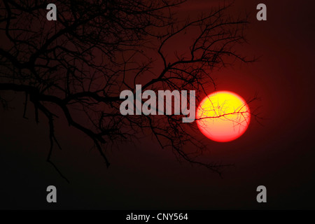 Silhouette di un ramo di fronte al sole di setting, Botswana Chobe National Park Foto Stock