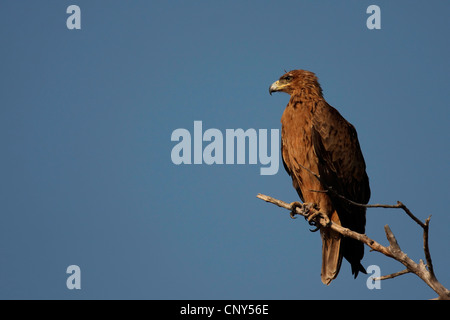 Bruno eagle (Aquila rapax), su un belvedere su un ramo secco di fronte a un cielo blu chiaro, Botswana, Moremi Game Reserve Foto Stock