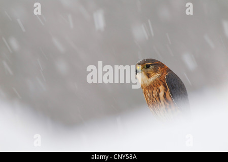 Merlin (Falco columbarius), in Blizzard, Regno Unito, Scozia Foto Stock