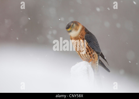 Merlin (Falco columbarius), in Blizzard, agitando di neve dalla testa, Regno Unito, Scozia Foto Stock