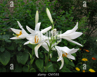 Madonna lily (Lilium candidum), fiori Foto Stock