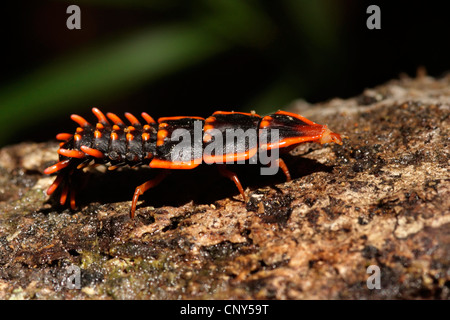 Coleottero trilobata (Dulticola spec.), larva su un tronco umido, Malaysia Sabah, Kinabalu National Park, Borneo Foto Stock