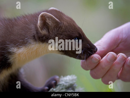 Unione martora (Martes martes), alimentazione da mano umana, Regno Unito, Scozia, Cairngorms National Park Foto Stock