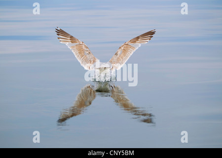 Gabbiano immaturi di atterraggio sul mare, Norvegia, Flatanger Foto Stock