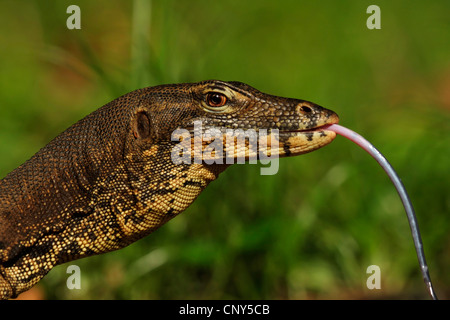 Comune monitor Asiatico, monitor acqua, acqua comune monitor: la malese, monitor (Varanus salvator), laterale verticale, Malaysia Sabah, Sungai Kinabantangan, Borneo Foto Stock