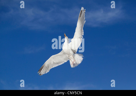 Aringa gabbiano (Larus argentatus), volare, Norvegia, Flatanger Foto Stock