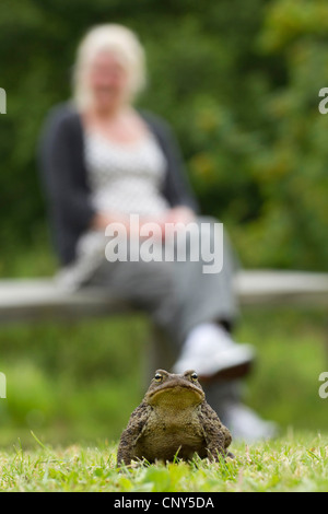 Europeo di rospo comune (Bufo bufo), in giardino con la donna guardando, Regno Unito, Scozia Foto Stock