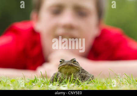 Europeo di rospo comune (Bufo bufo), Toad in giardino con il giovane ragazzo cerca su, Regno Unito, Scozia Foto Stock