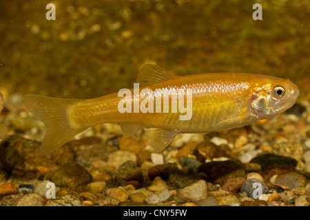 Minnow, Eurasian minnow (Phoxinus phoxinus), forma d'oro Foto Stock