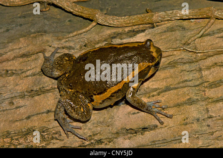 Chubby rana, Asian verniciata (rana Kaloula pulchra), seduto su un tronco di albero, Thailandia Phuket Foto Stock