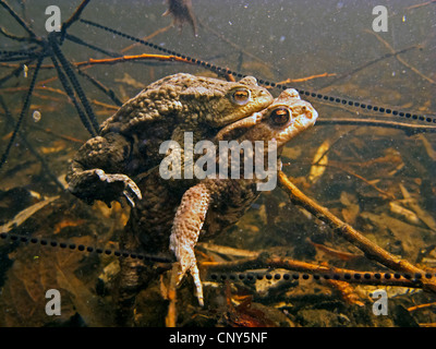 Europeo di rospo comune (Bufo bufo), coppia riproduttiva sotto acqua tra stringhe di spawn, in Germania, in Baviera Foto Stock