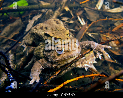 Europeo di rospo comune (Bufo bufo), coppia riproduttiva sotto acqua tra stringhe di spawn, in Germania, in Baviera Foto Stock