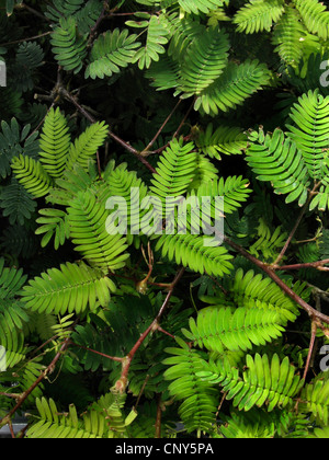 Impianto sensibili, touch-me-non (Mimosa pudica), foglie Foto Stock