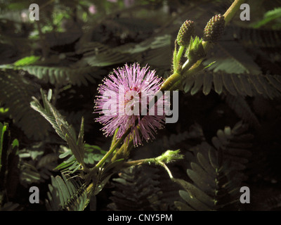 Impianto sensibili, touch-me-non (Mimosa pudica), fioritura Foto Stock