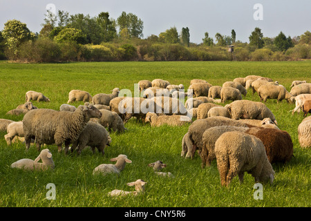 Gli animali domestici delle specie ovina (Ovis ammon f. aries), allevamento di agnelli su un pascolo di Erdinger Moos, in Germania, in Baviera Foto Stock