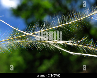 Golden feather grass (Stipa pulcherrima), awns, Germania, Thueringen Foto Stock