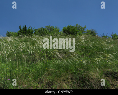 Golden feather grass (Stipa pulcherrima), al vento, Germania, Thueringen, Kyffhaeuser Foto Stock